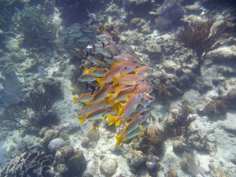 colorfulfish.jpg
