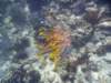 colorfulfish_small.jpg