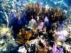coral_small.jpg