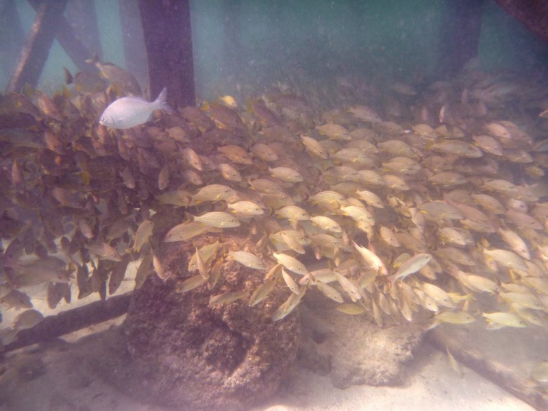 dockfish.jpg