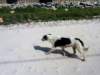 dog_small.jpg