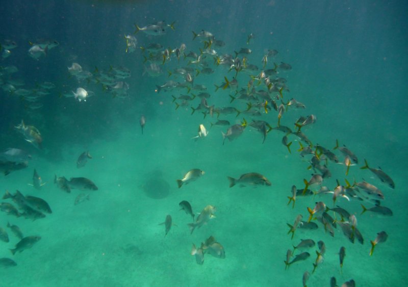 fishschool2.jpg