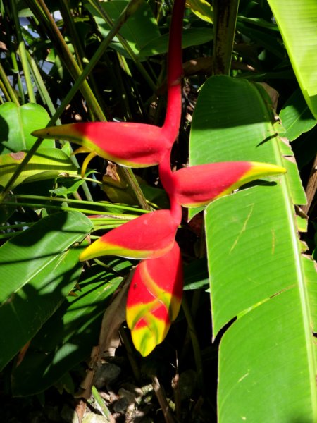 flower.jpg