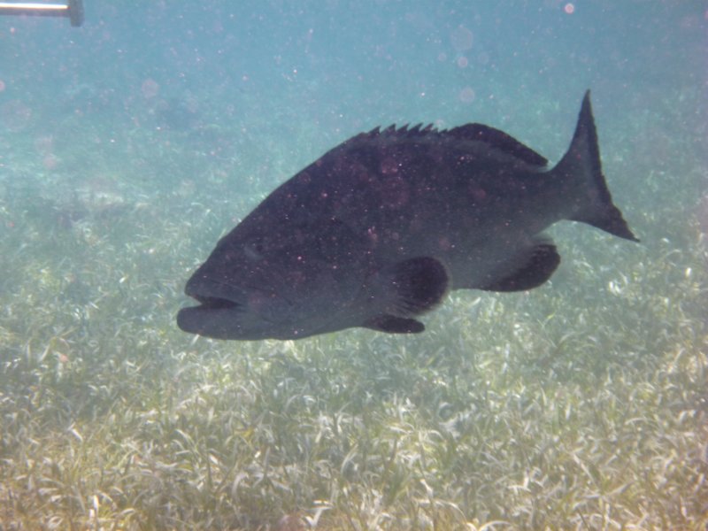 grouper.jpg