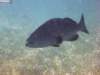grouper_small.jpg