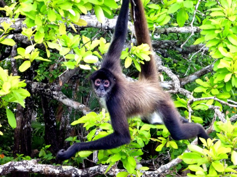 monkey.jpg