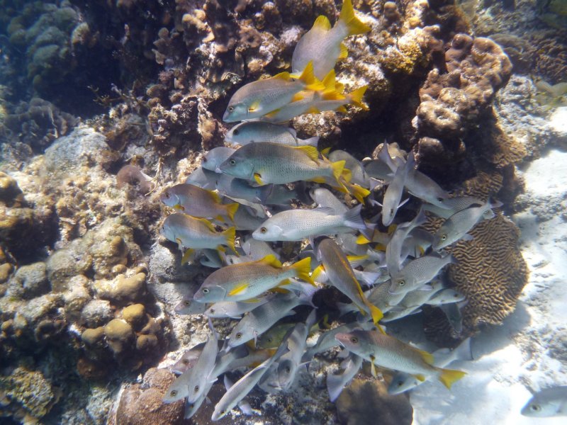 morefish.jpg