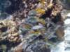 morefish_small.jpg