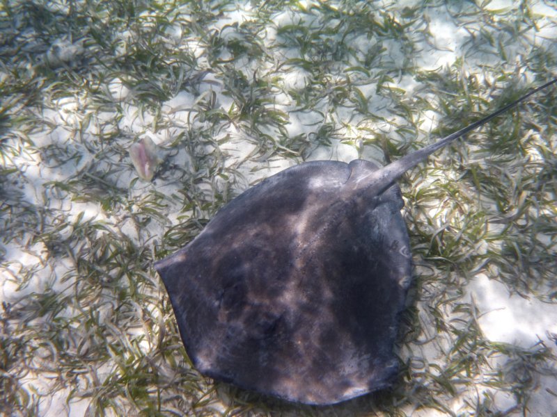 ray2.jpg