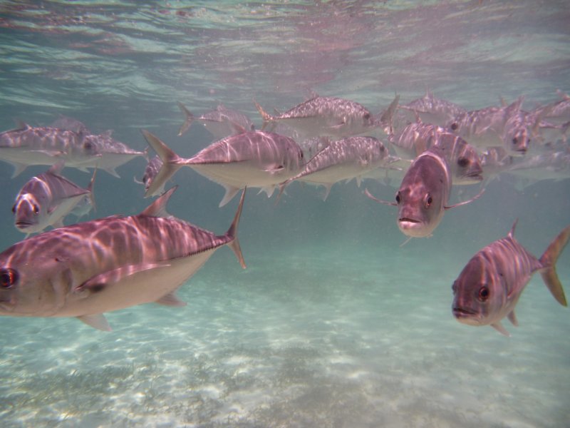 sharkray1.jpg