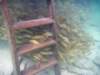 stairsfish_small.jpg