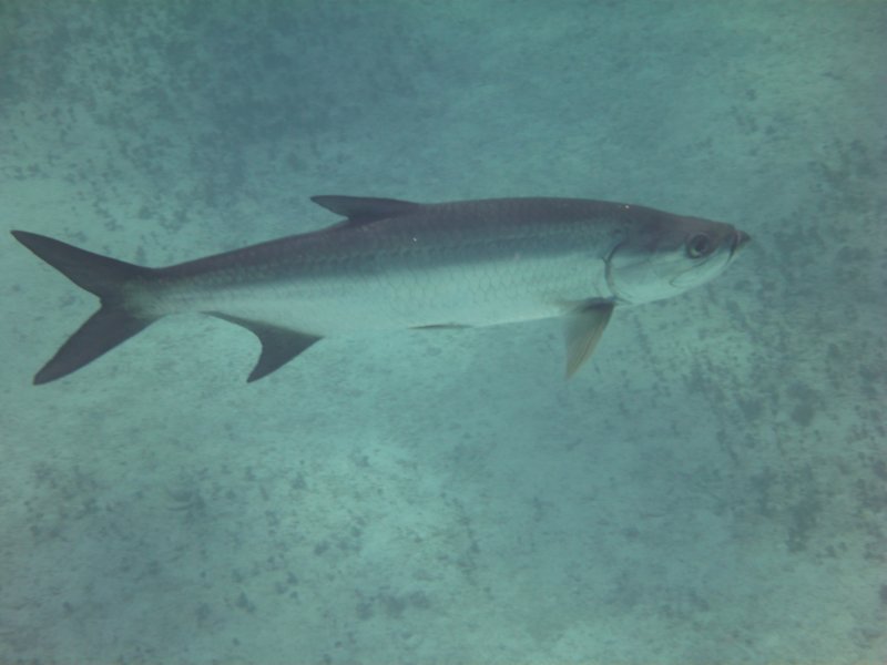 tarpon.jpg
