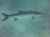 tarpon_small.jpg
