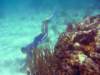 willdiving_small.jpg