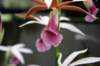 img_2462_small.jpg