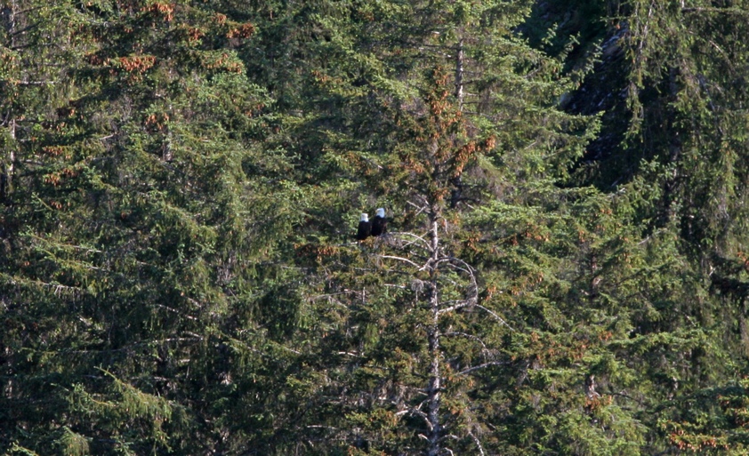Description: Teo eagles in a tree 
